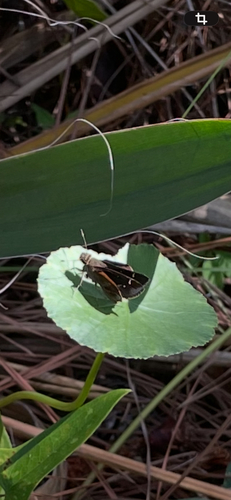 Clouded Skipper