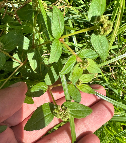 Euphorbia ophthalmica, photograph 4