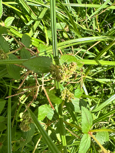 Euphorbia ophthalmica, photograph 5