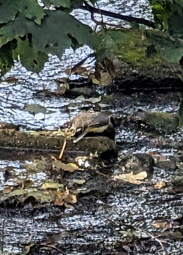 Grey Wagtail