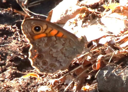 Wall Brown