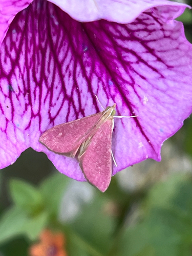 Pyrausta inornatalis