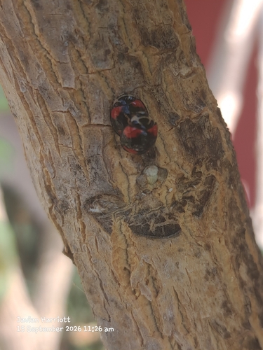 Six-spotted Zigzag Ladybird