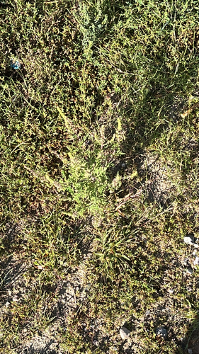 common ragweed