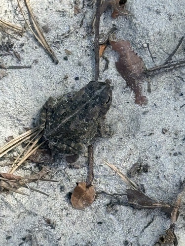 Fowler's Toad observed by jdanch