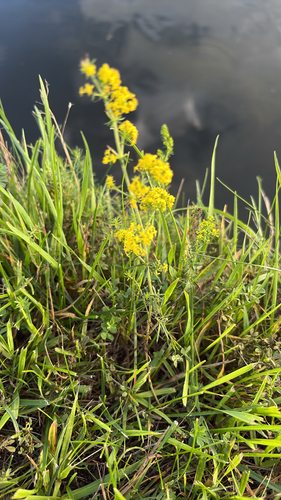 Lady's Bedstraw