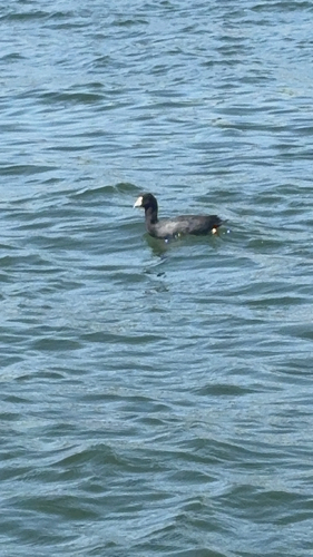 American Coot observed by nycoastie
