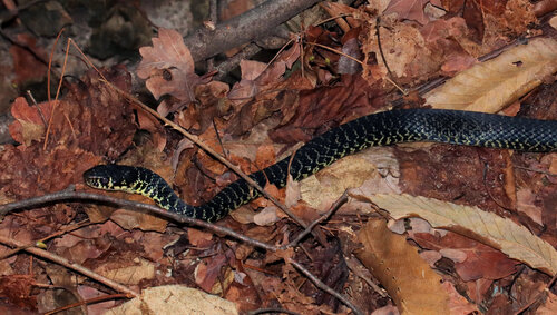 Green Whip Snake