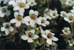 Euphrasia cheesemanii