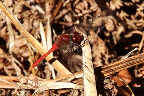 Ruddy Darter