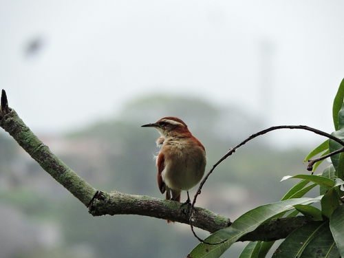 Wing-banded Hornero