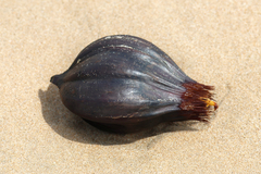 Nypa fruticans