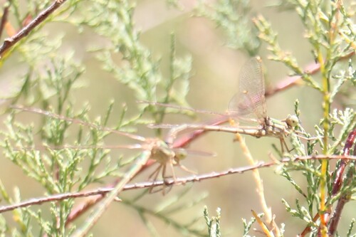 Migrant Spreadwing