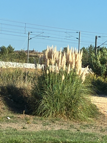 Pampas Grass