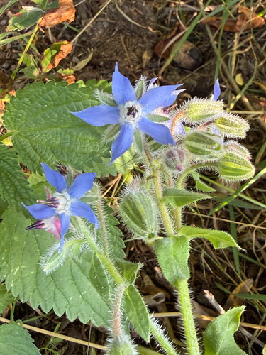 Borage