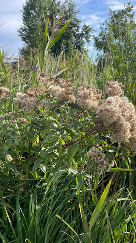 hemp agrimony