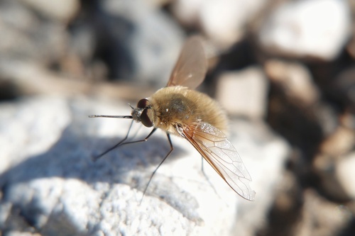 Systoechus ctenopterus