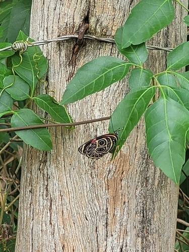 eighty butterfly