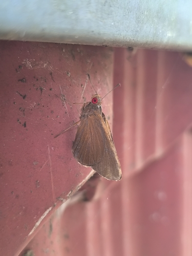 Common Redeye