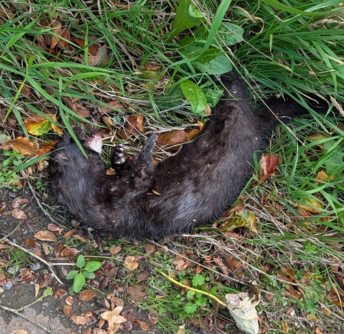 American Mink observed by tabernus