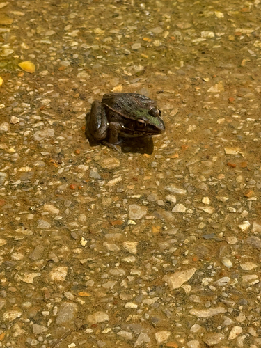 Southern Leopard Frog