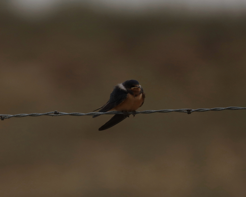 Barn Swallow observed by oliver_wancier