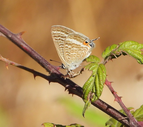 Pea Blue
