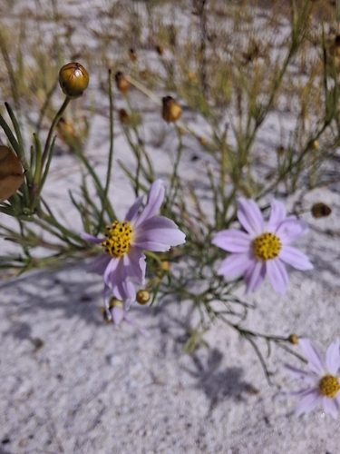 Coreopsis rosea, photograph 6
