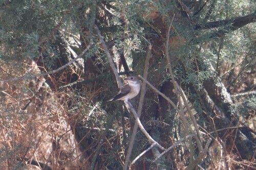 European Pied Flycatcher