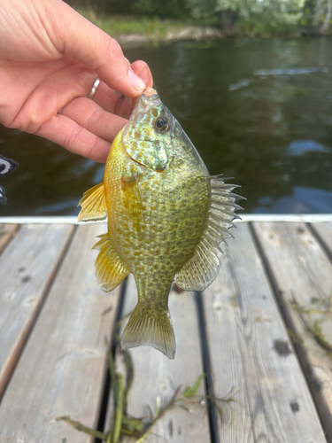 Pumpkinseed