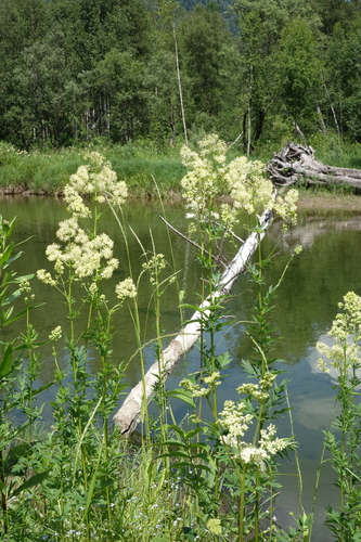 Thalictrum flavum, photograph 1