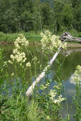 Thalictrum flavum