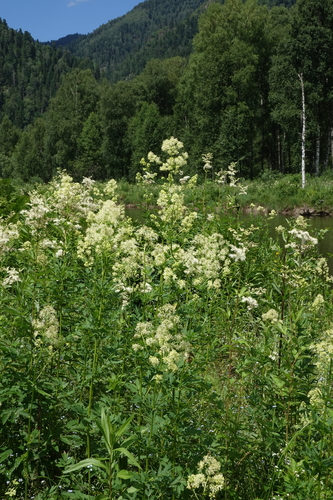 Thalictrum flavum, photograph 2