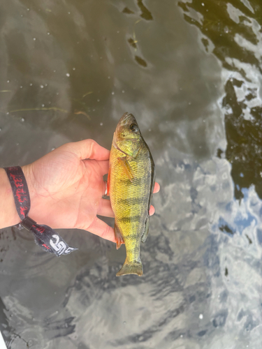 Yellow Perch