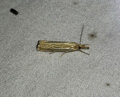 Crambus multilinellus