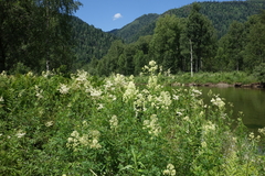 Thalictrum flavum, photograph (c) Oleg Kosterin, some rights reserved (CC BY)