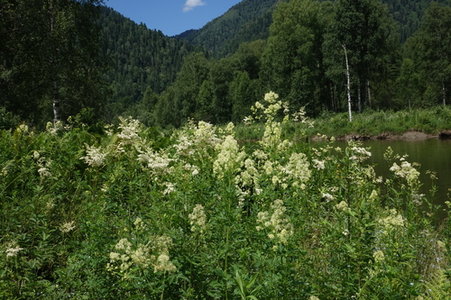 Thalictrum flavum, photograph 4
