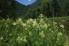 Thalictrum flavum, photograph (c) Oleg Kosterin, some rights reserved (CC BY)