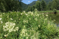 Thalictrum flavum, photograph (c) Oleg Kosterin, some rights reserved (CC BY)
