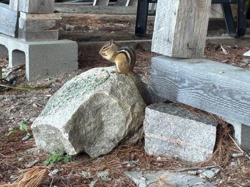Eastern Chipmunk