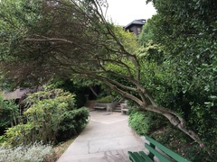 Baccharis pilularis