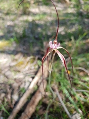 Caladenia chapmanii
