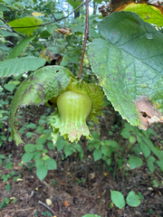 Corylus americana, photograph (c) Brandon Corder, some rights reserved (CC BY)