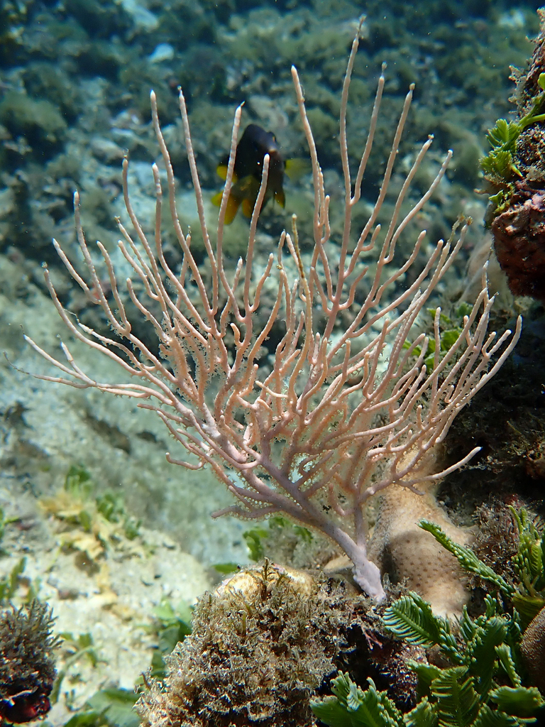 Leptogorgia alba