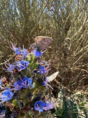 Lang's Short-tailed Blue