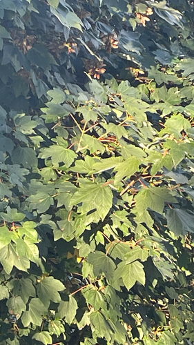 sycamore maple