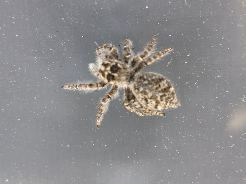 Red-bellied Jumping Spider