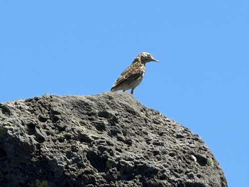 Berthelot's Pipit