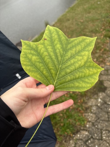 American tuliptree