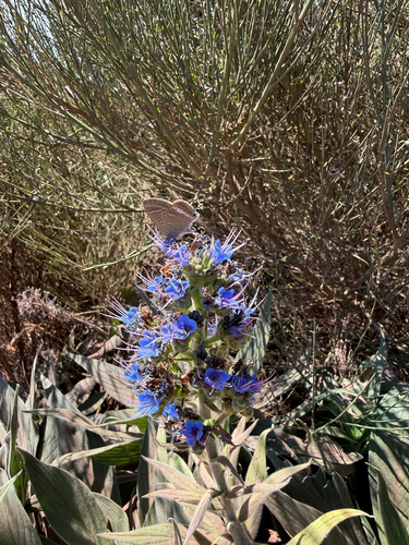 Pea Blue